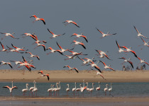 Greater Flamingo (Phoenicopterus ruber) flock landing in Morocco