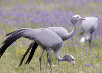 Blue Cranes