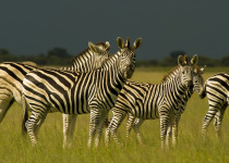 zebra herd
