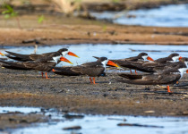 African Skimmers