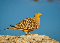 Burchell's Sandgrouse in Etosha