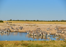 Etosha waterhole