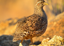 Hartlaub's Spurfowl at Erongo