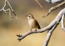 Herero Chat in Damaraland