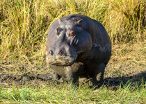 Hippopotamus in Okavango Delta