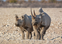 Black Rhinoceros in Etosha