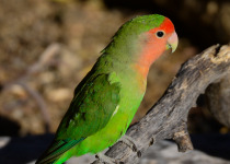 Rosy-faced Lovebird