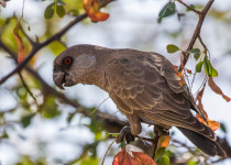 Ruppell's Parrot in Etosha