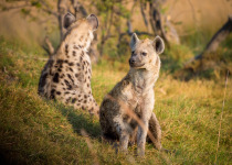 Spotted Hyaena in the Caprivi