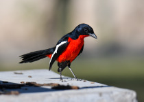 Crimson-breasted Shrike