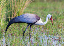 Wattled Crane