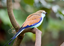 Racket-tailed Roller