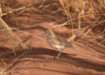 Dune Lake outside Walvis Bay