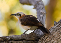 Bare-cheeked Babbler