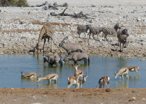Etosha waterhole