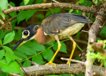 White-backed Night-Heron