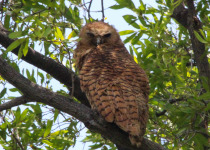 Pel's Fishing Owl