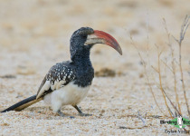 Namibia, Okavango and Victoria Falls birding tours