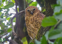 Namibia, Okavango and Victoria Falls birding tours