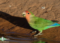Namibia, Okavango and Victoria Falls birding tours