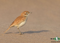 Namibia, Okavango and Victoria Falls birding tours