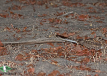 Namibia, Okavango and Victoria Falls birding tours