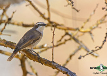 Namibia, Okavango and Victoria Falls birding tours