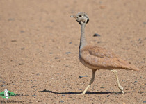 Namibia, Okavango and Victoria Falls birding tours