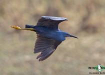 Namibia, Okavango and Victoria Falls birding tours