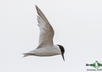 Namibia, Okavango and Victoria Falls birding tours