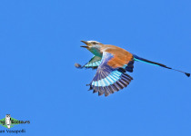 Namibia, Okavango and Victoria Falls birding tours