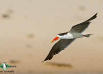 Namibia, Okavango and Victoria Falls birding tours