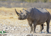 Namibia, Okavango and Victoria Falls birding tours