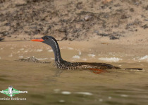 Namibia, Botswana and Victoria Falls birding