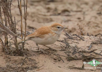 Namibia, Botswana and Victoria Falls birding