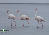 Namibia, Botswana and Victoria Falls birding