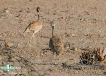 Namibia, Botswana and Victoria Falls birding
