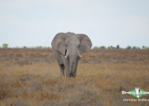 Namibia, Botswana and Victoria Falls birding