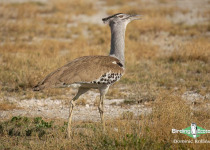 Namibia, Botswana and Victoria Falls birding