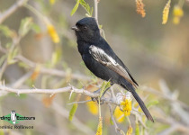 Namibia, Botswana and Victoria Falls birding