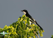 Namibia, Botswana and Victoria Falls birding