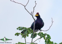 Namibia, Botswana and Victoria Falls birding