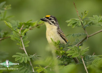 Namibia, Botswana and Victoria Falls birding