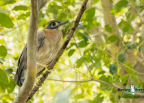 Namibia, Botswana and Victoria Falls birding