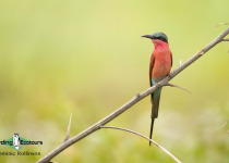 Namibia, Botswana and Victoria Falls birding