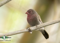 Namibia, Botswana and Victoria Falls birding