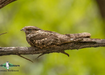 Namibia, Botswana and Victoria Falls birding