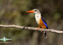 Namibia, Botswana and Victoria Falls birding