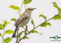 Namibia, Botswana and Victoria Falls birding