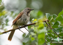 Namibia, Botswana and Victoria Falls birding